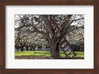 Framed Ladder In An Orchard Tree, Oregon