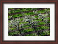 Framed Rows Of Orchard Trees, Oregon