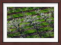 Framed Rows Of Orchard Trees, Oregon