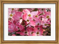 Framed Pink Flowering Dogwood