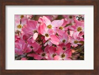 Framed Pink Flowering Dogwood