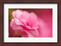 Framed Bright Pink Azalea