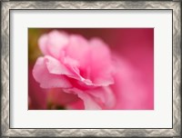 Framed Bright Pink Azalea