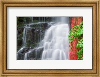 Framed Coopey Falls, Oregon