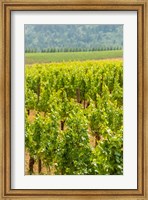Framed Winery And Vineyard In Dundee Hills, Oregon