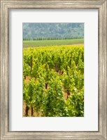 Framed Winery And Vineyard In Dundee Hills, Oregon