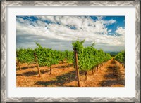 Framed Dundee Hills Vineyard, Oregon