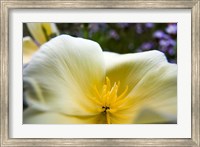 Framed Close-Up Of Poppy In Bloom