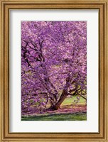 Framed Tree In Bloom, Pennsylvania