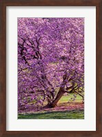 Framed Tree In Bloom, Pennsylvania