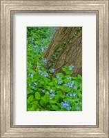 Framed Spring Flowers Blossoming Around A Tree Trunk