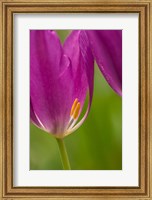Framed Detail Of Purple Tulips