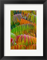 Framed Autumn Neon Colors Of Staghorn Sumac Leaves In The Rain