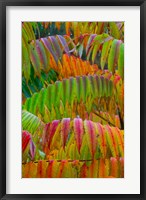Framed Autumn Neon Colors Of Staghorn Sumac Leaves In The Rain