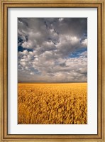 Framed Summer Morning Wheat Fields, South Dakota