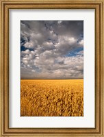 Framed Summer Morning Wheat Fields, South Dakota