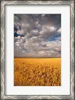 Framed Summer Morning Wheat Fields, South Dakota