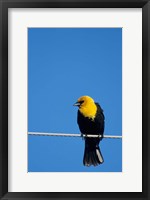 Framed Yellow-Headed Blackbird On A Power Line