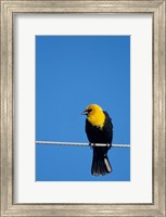 Framed Yellow-Headed Blackbird On A Power Line