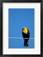 Framed Yellow-Headed Blackbird On A Power Line