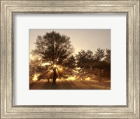 Framed Sunrise Through Fog And Trees At Cades Cove