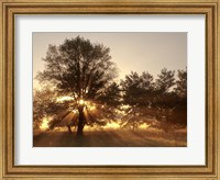 Framed Sunrise Through Fog And Trees At Cades Cove