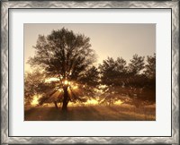 Framed Sunrise Through Fog And Trees At Cades Cove