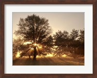 Framed Sunrise Through Fog And Trees At Cades Cove