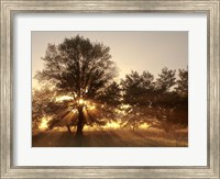 Framed Sunrise Through Fog And Trees At Cades Cove