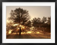 Framed Sunrise Through Fog And Trees At Cades Cove