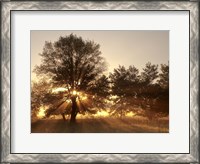 Framed Sunrise Through Fog And Trees At Cades Cove