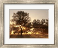 Framed Sunrise Through Fog And Trees At Cades Cove