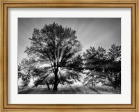 Framed Sunrise Through Fog And Trees At Cades Cove (BW)