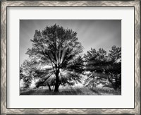 Framed Sunrise Through Fog And Trees At Cades Cove (BW)