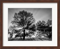 Framed Sunrise Through Fog And Trees At Cades Cove (BW)