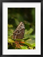 Framed Giant Owl Butterfly On A Leaf