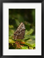 Framed Giant Owl Butterfly On A Leaf