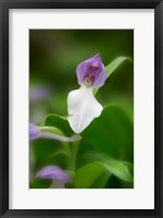 Framed Close-Up Of Orchis Orchid