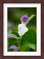 Framed Close-Up Of Orchis Orchid