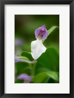 Framed Close-Up Of Orchis Orchid