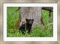 Framed Black Bear Cub Next To A Tree