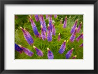 Framed Painterly Effect On Lupine Flowers