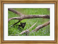 Framed Black Bear Cub Under Branches