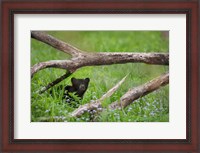 Framed Black Bear Cub Under Branches