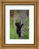 Framed Black Bear Cub Climbing A Tree