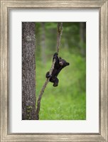 Framed Black Bear Cub Playing On A Tree Limb