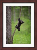 Framed Black Bear Cub Playing On A Tree Limb