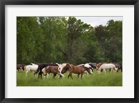 Framed Herd Of Horses In Cade's Cove Pasture