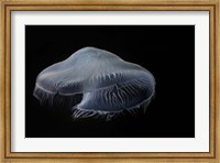 Framed Moon Jellyfish In Aquarium