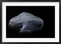Framed Moon Jellyfish In Aquarium